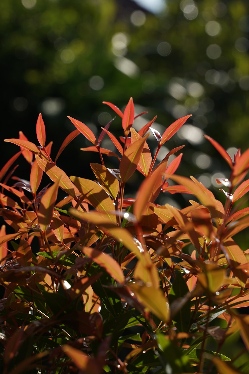 a bush with red leaves in the sunlight