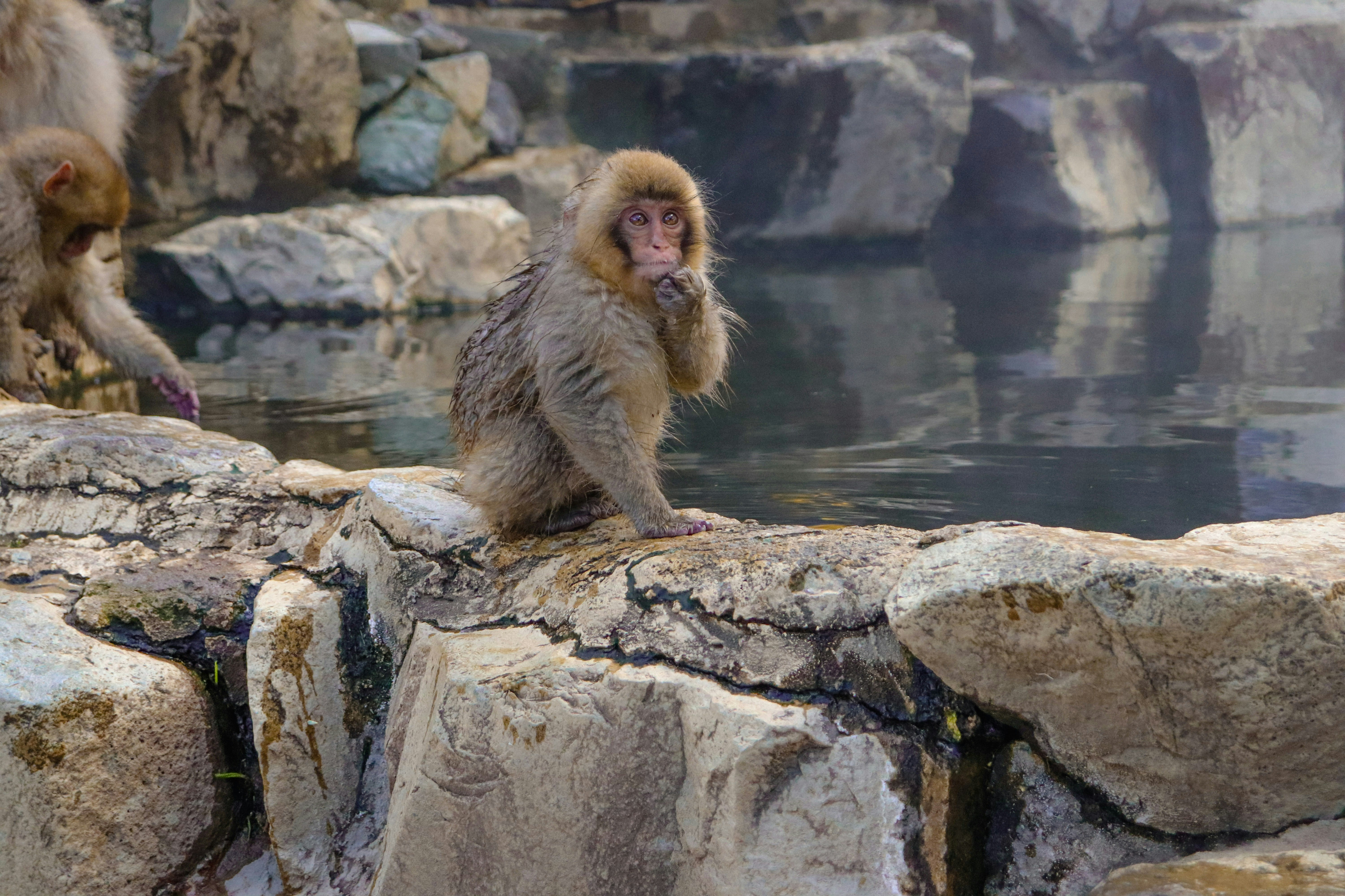 a couple of monkeys sitting on top of a rock