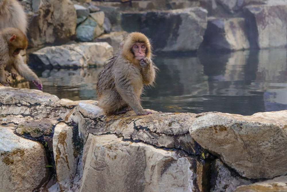 Un par de monos sentados en la cima de una roca