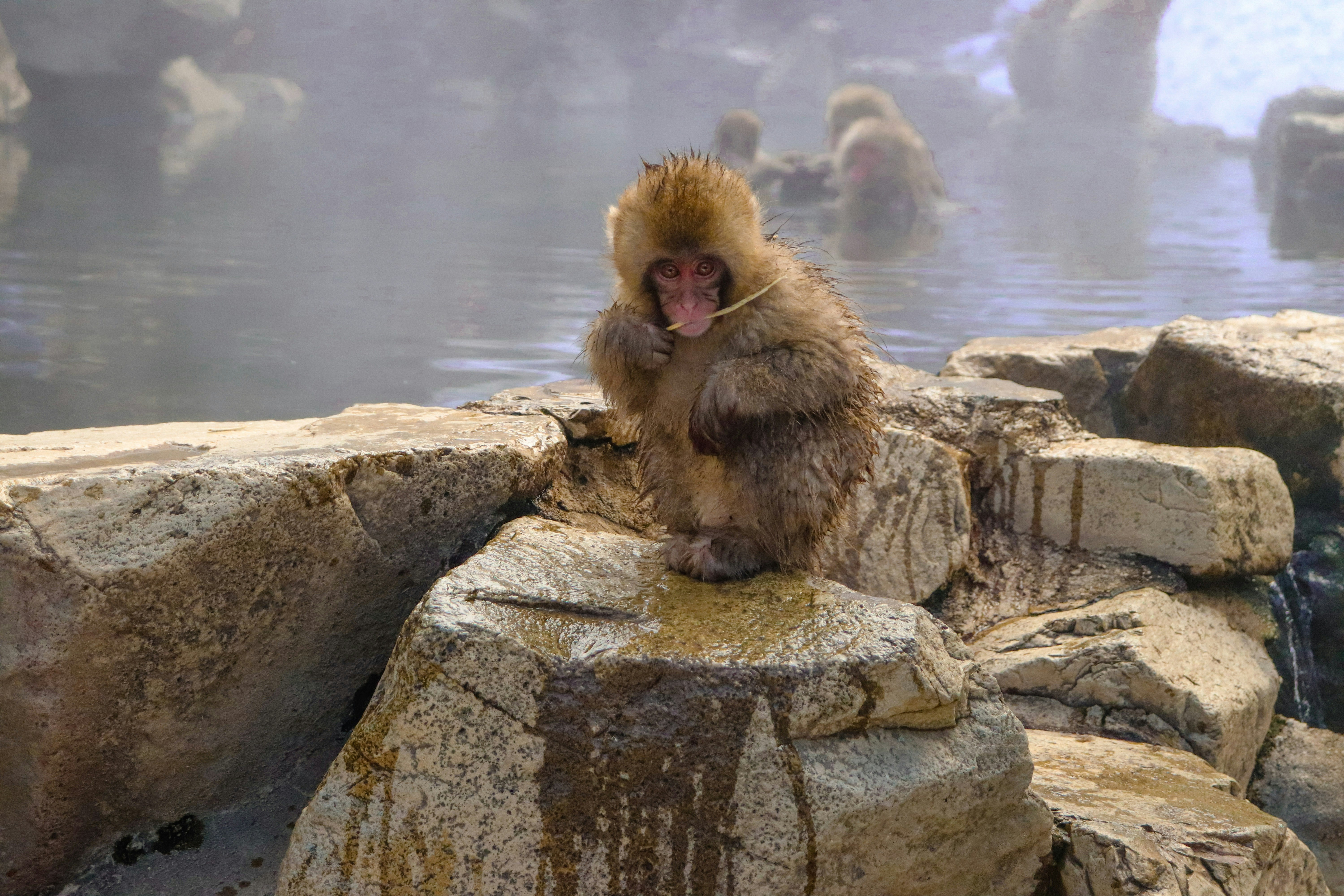 a monkey sitting on top of a rock next to a body of water