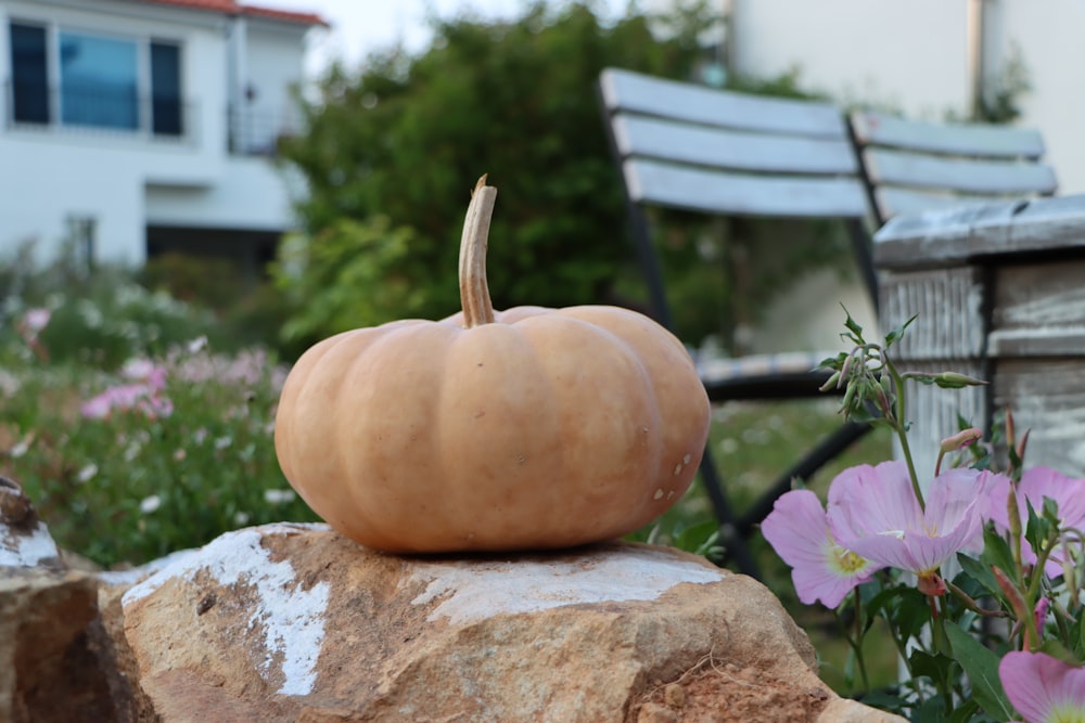 a small pumpkin sitting on top of a rock