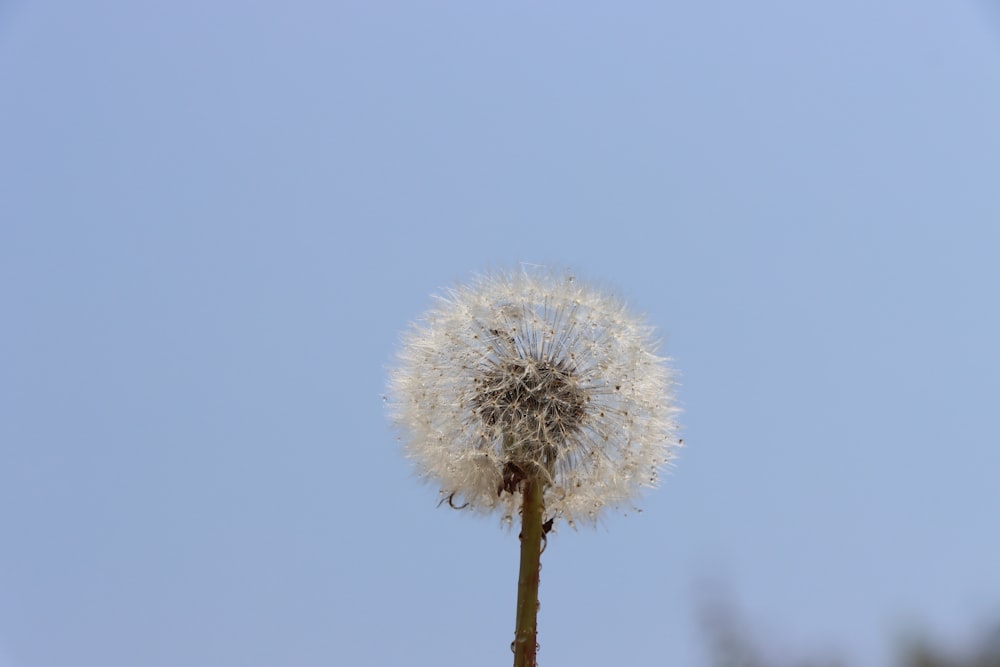 a dandelion in front of a blue sky