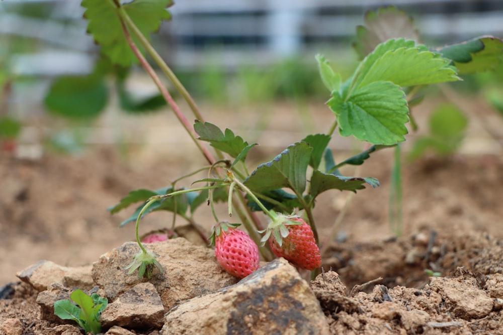 two strawberries are growing on a plant in the dirt