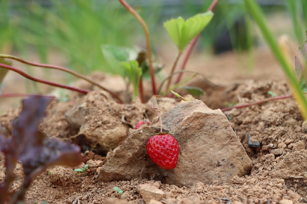 a small red strawberry sitting on top of a pile of dirt