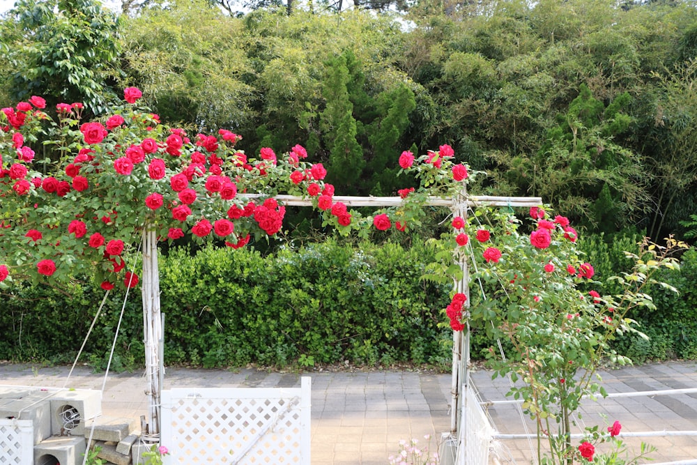 a bunch of red roses that are on a trellis