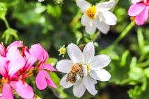 A bee is seen collecting pollen from a white flower, surrounded by other vibrant flowers including pink and white blooms. The background is lush with green foliage, and the bee appears to be covered in pollen.