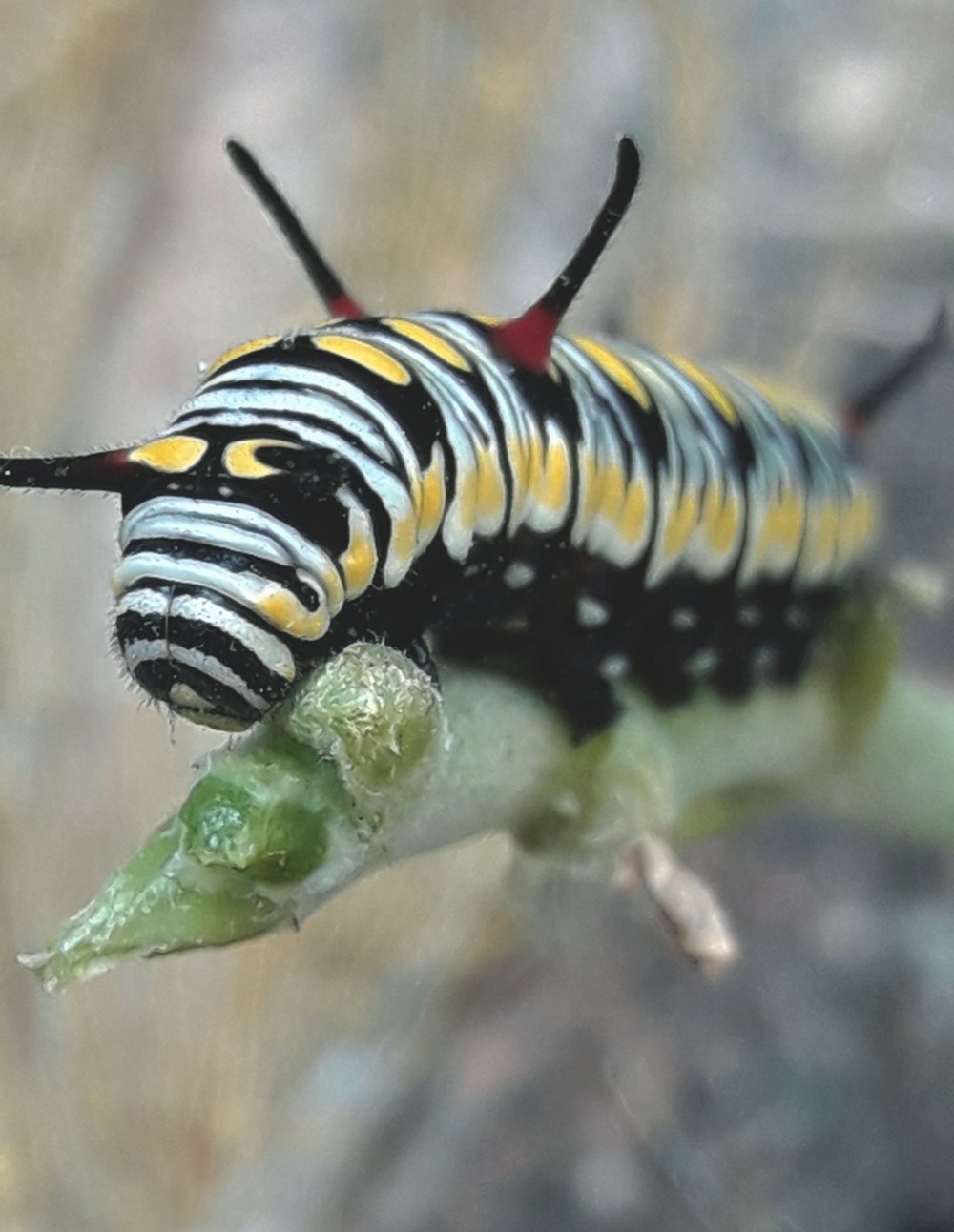 um close up de uma lagarta em uma planta