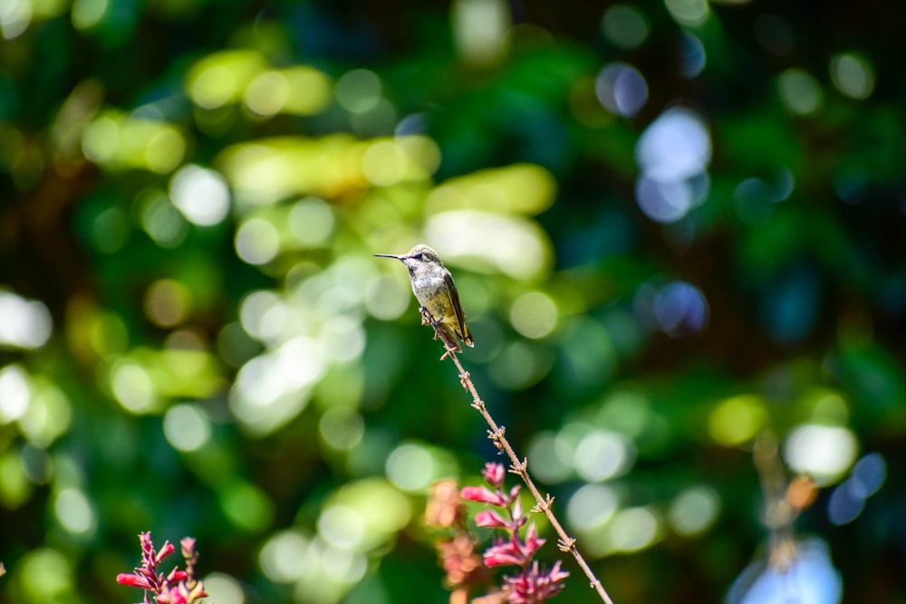 a small bird sitting on top of a purple flower