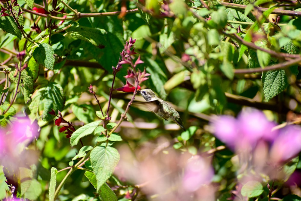 a small bird sitting on top of a tree branch