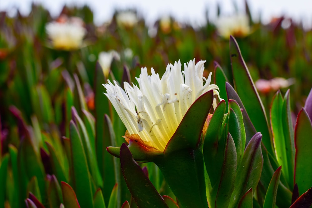 a close up of a flower in a field of flowers