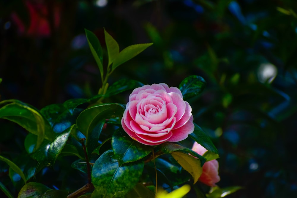 a pink rose is blooming on a tree branch