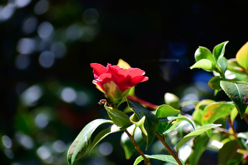 a red flower is blooming on a tree branch