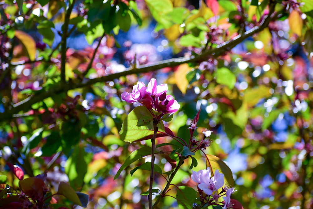 a tree with purple flowers and green leaves