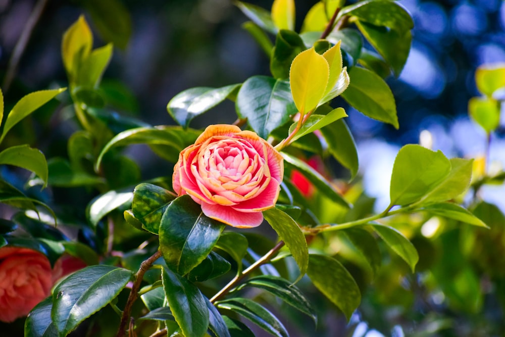 a pink and yellow flower on a tree branch