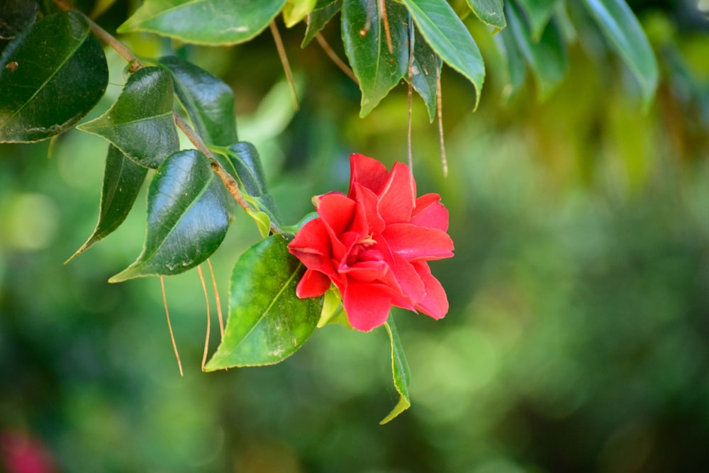 a red flower that is growing on a tree