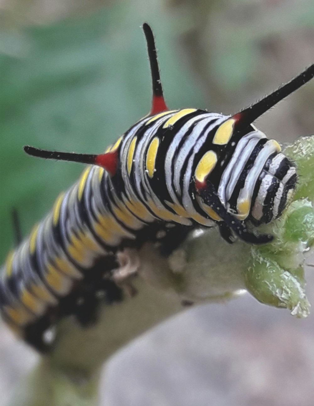 um close up de uma lagarta em uma planta