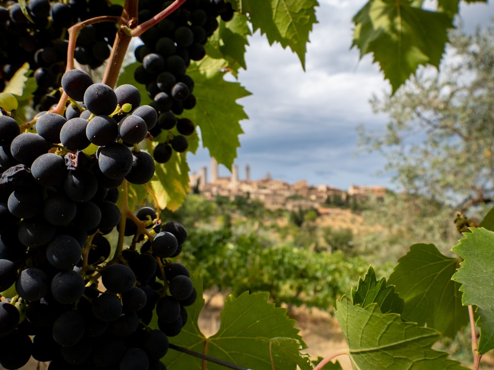 a bunch of grapes hanging from a vine