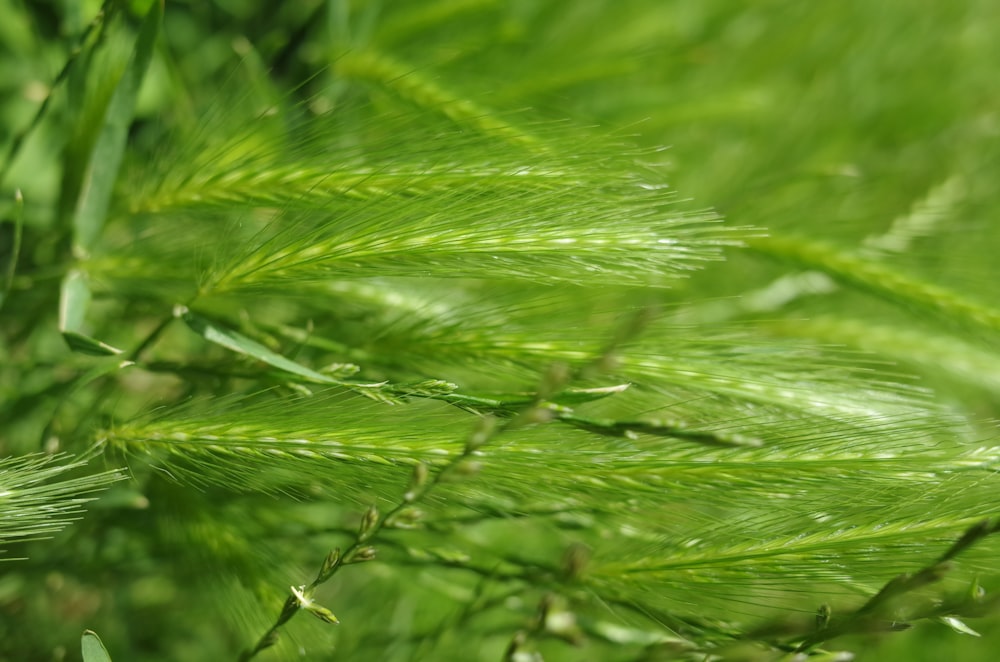 Un primer plano de una planta verde con muchas hojas