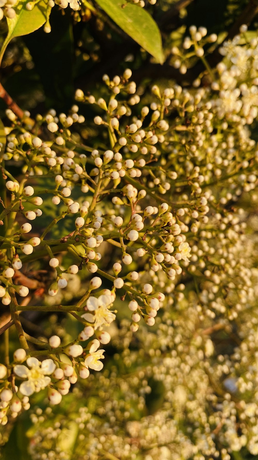 a bush with white flowers and green leaves