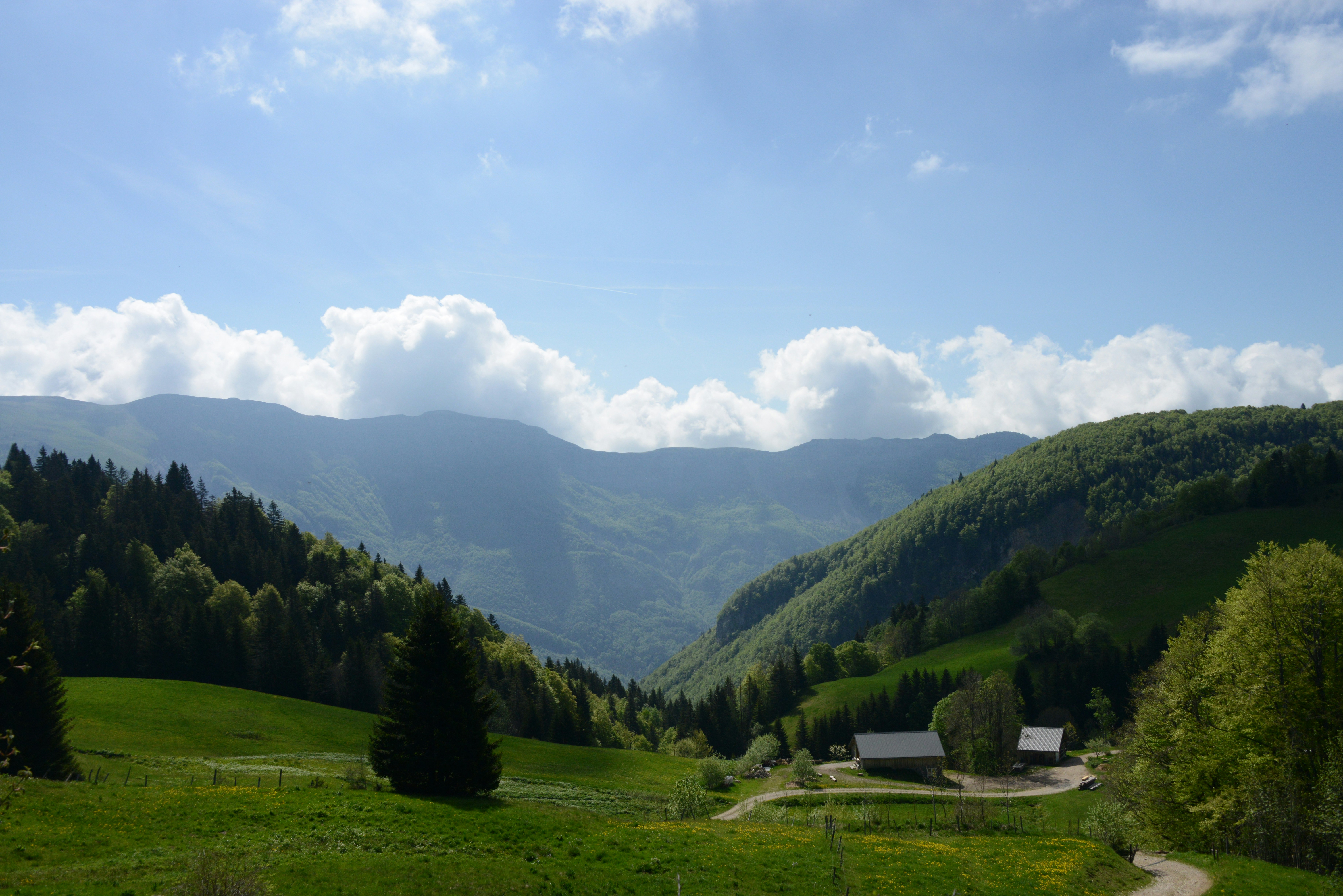 Afbeelding van Pesse