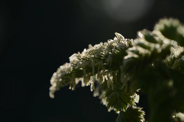 A vibrant specimen displayed under soft lighting, highlighting its textures.