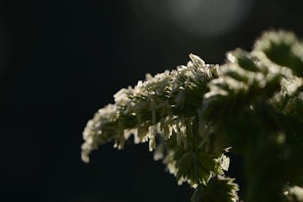 A close-up of a green plant with intricate, delicate structures highlighted by soft lighting. The plant's texture and fine details are emphasized against a dark, blurred background, creating a striking contrast.
