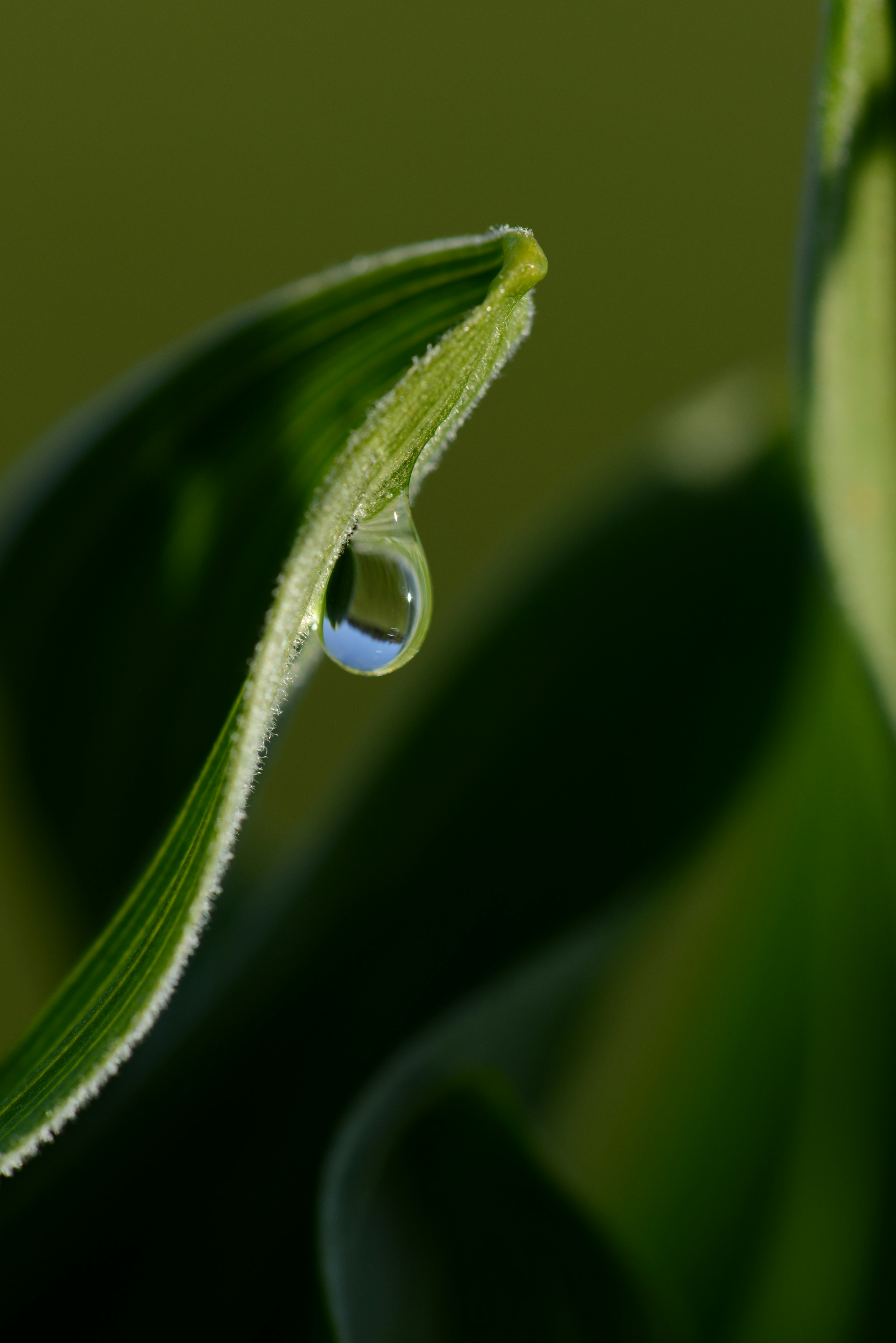 a close up of a leaf with a drop of water on it