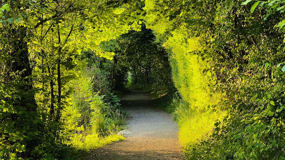 a path in the middle of a lush green forest