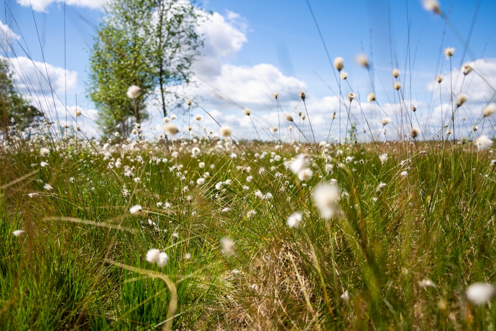a field of tall grass and weeds under a blue sky