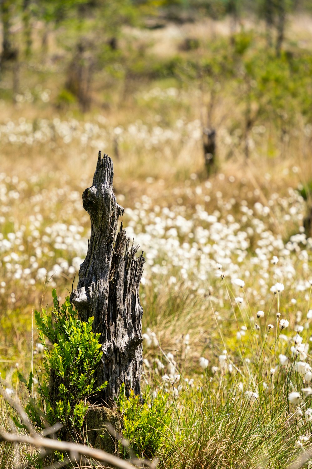 a tree stump in a field of wildflowers