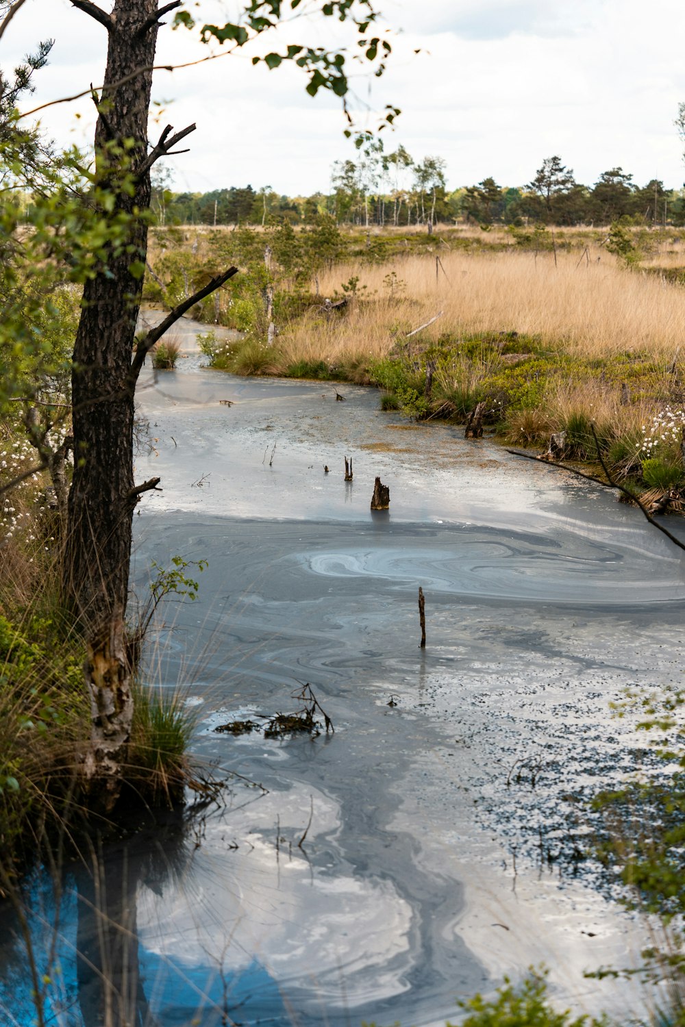 a body of water surrounded by trees and grass