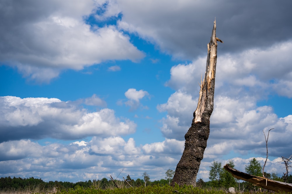 a tree that is standing in the grass