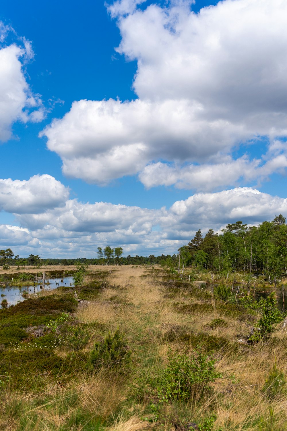 a grassy field with trees and a body of water