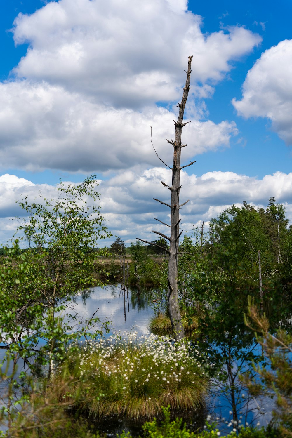 a dead tree in the middle of a swamp