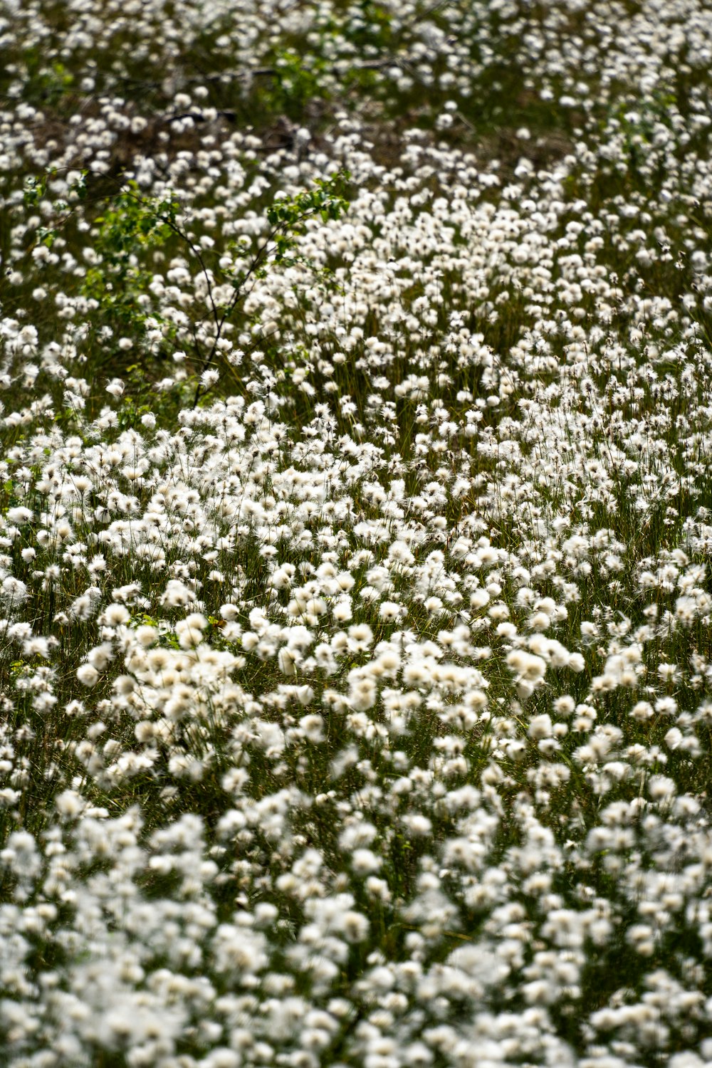 a large field of white flowers in the middle of the day