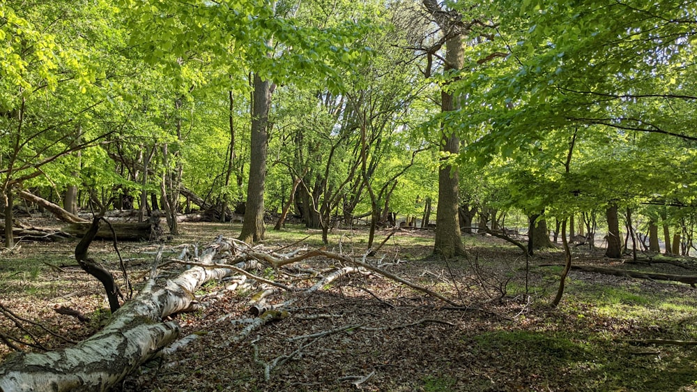 a fallen tree in the middle of a forest