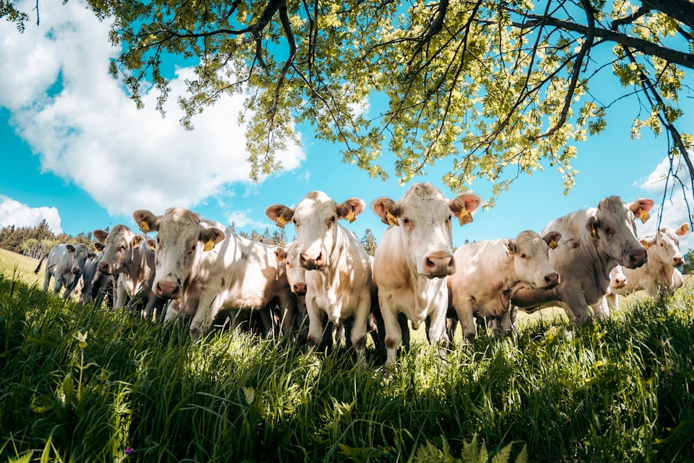 a herd of cows standing next to each other on a lush green field