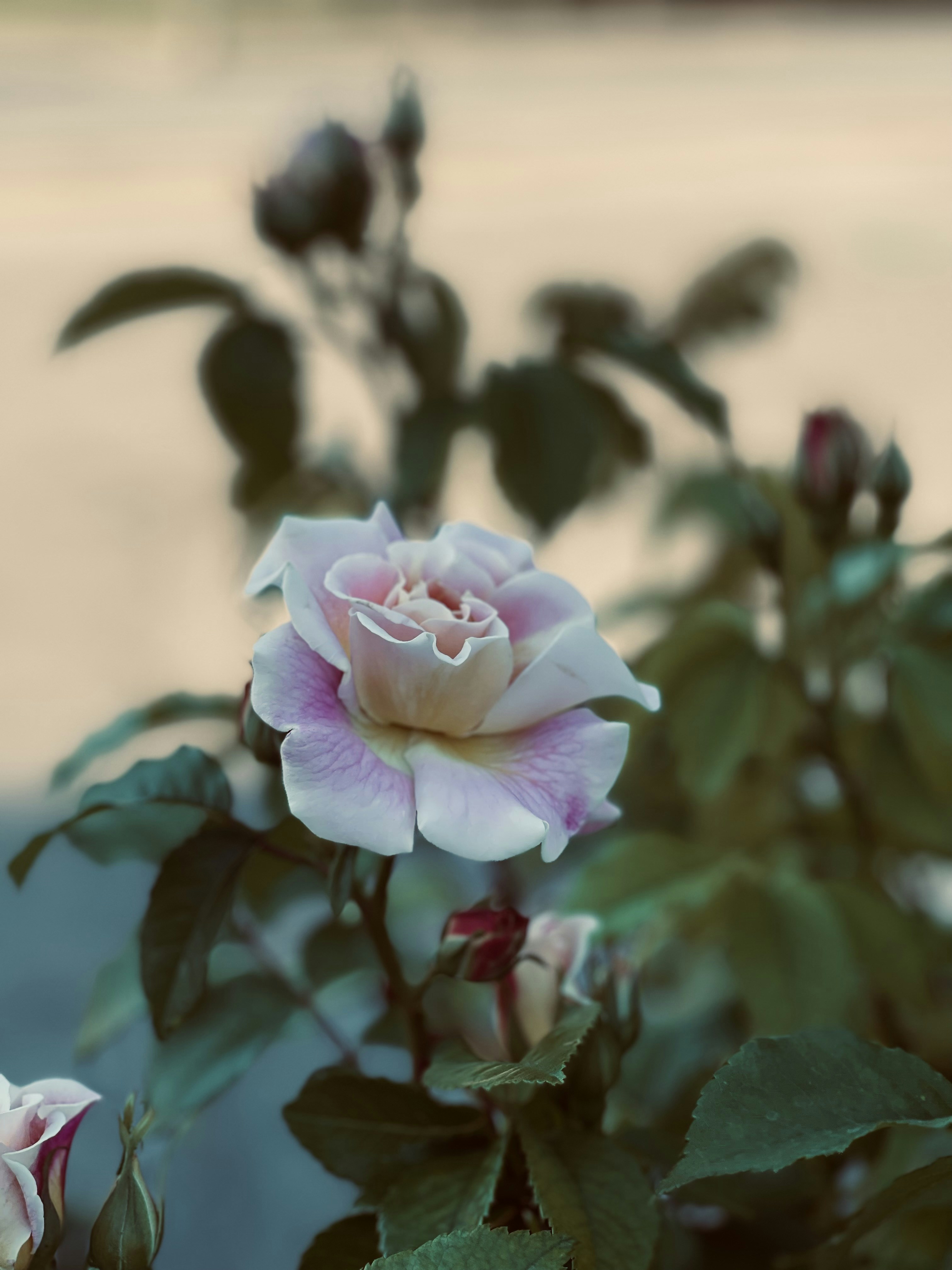 Photo by obsidian_rose94