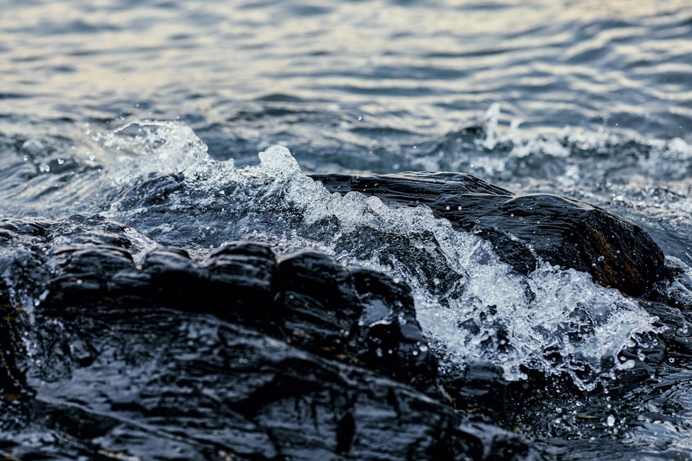 a bird sitting on top of a rock in the water