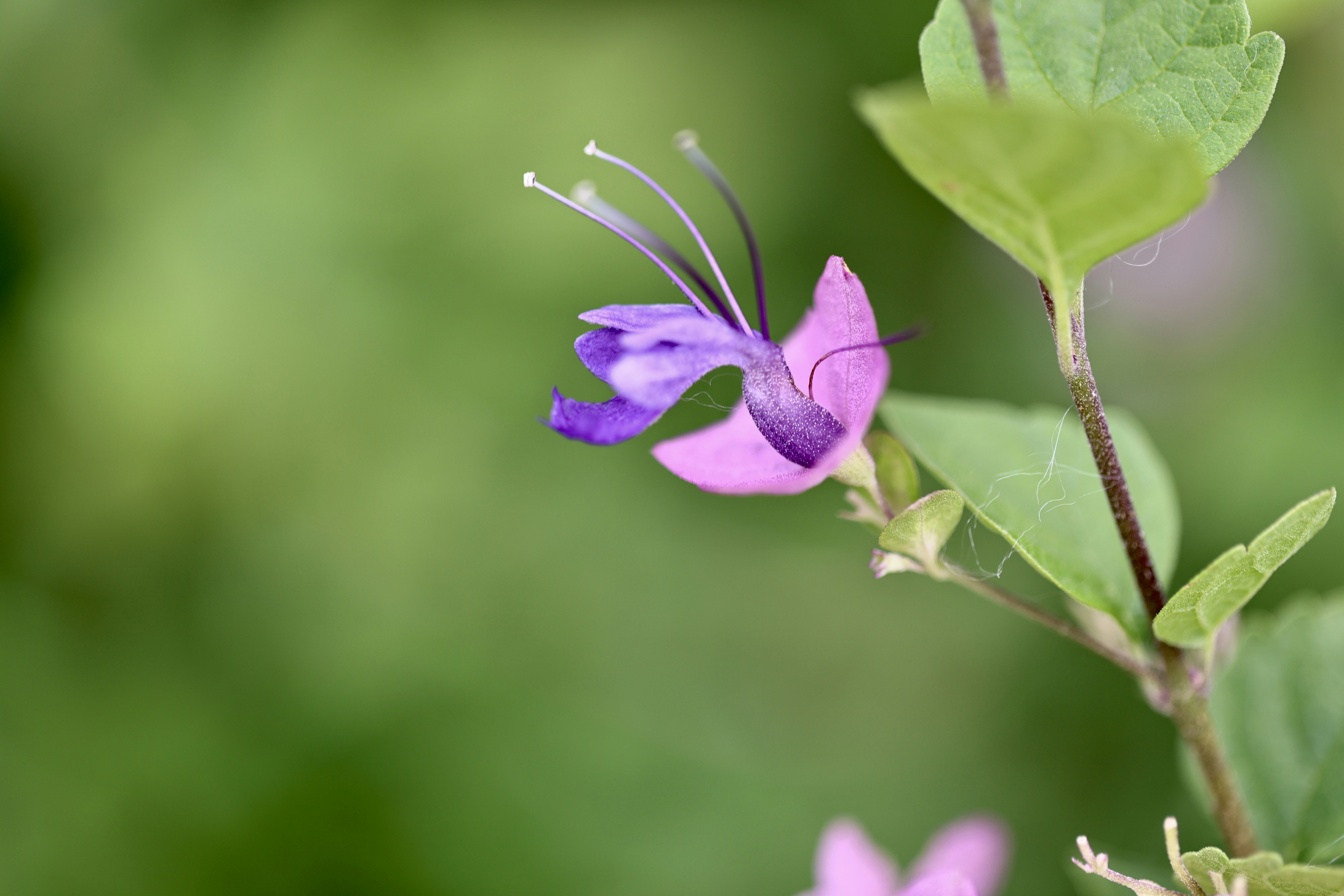 Photo by dickenslin76