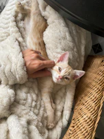 Close-up of a veterinarian smiling while holding a playful kitten wrapped in a soft blanket.
