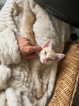 A veterinary check-up scene showing a healthy kitten being examined.