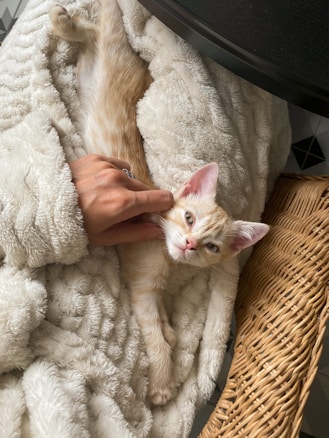 A small, light-colored kitten comfortably reclines on a fluffy, cream-colored blanket. A person's hand gently holds the kitten's front paw. The kitten looks directly at the camera with relaxed and content eyes. The surrounding environment includes a wicker basket on the right side.