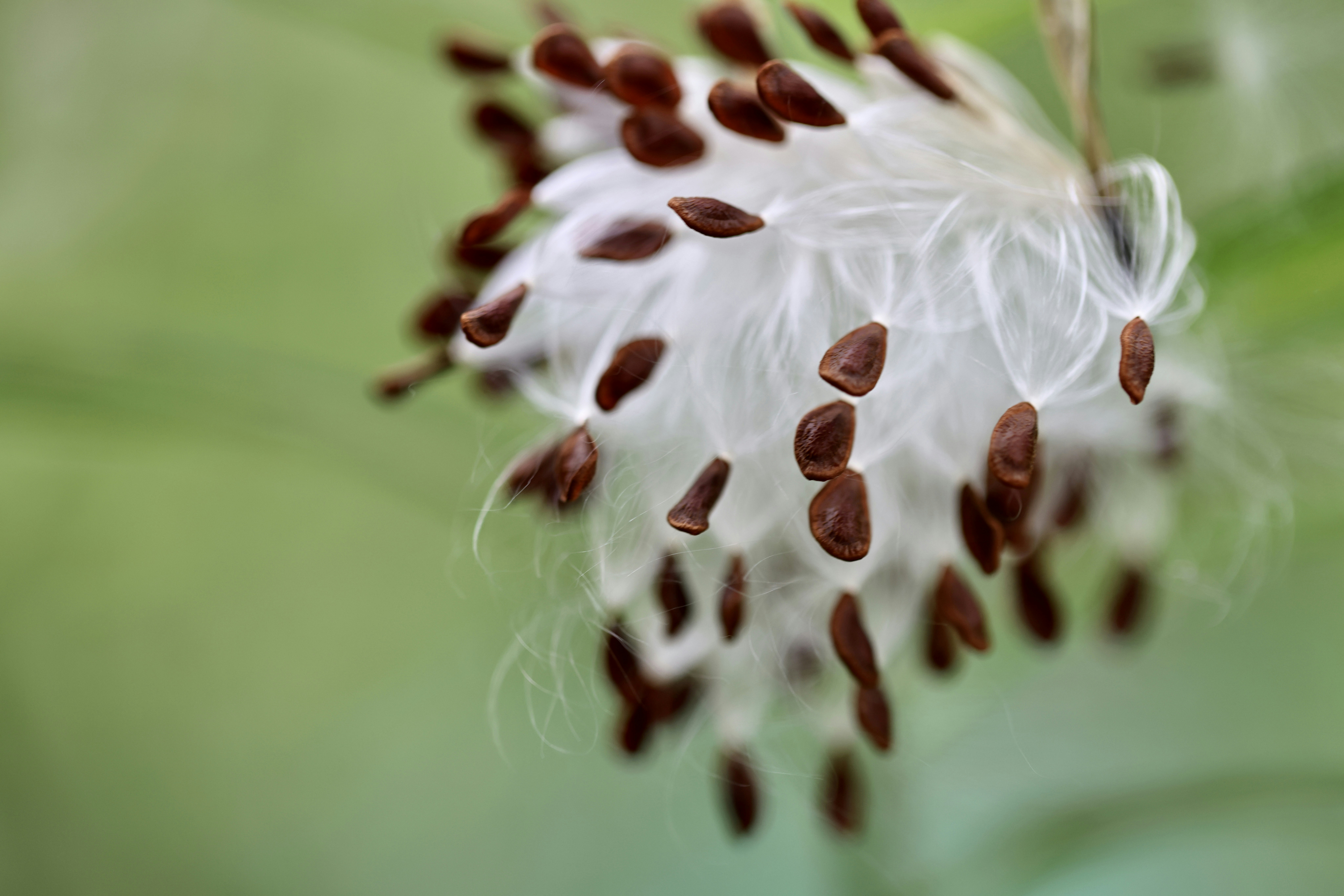 a close up of a flower with seeds on it