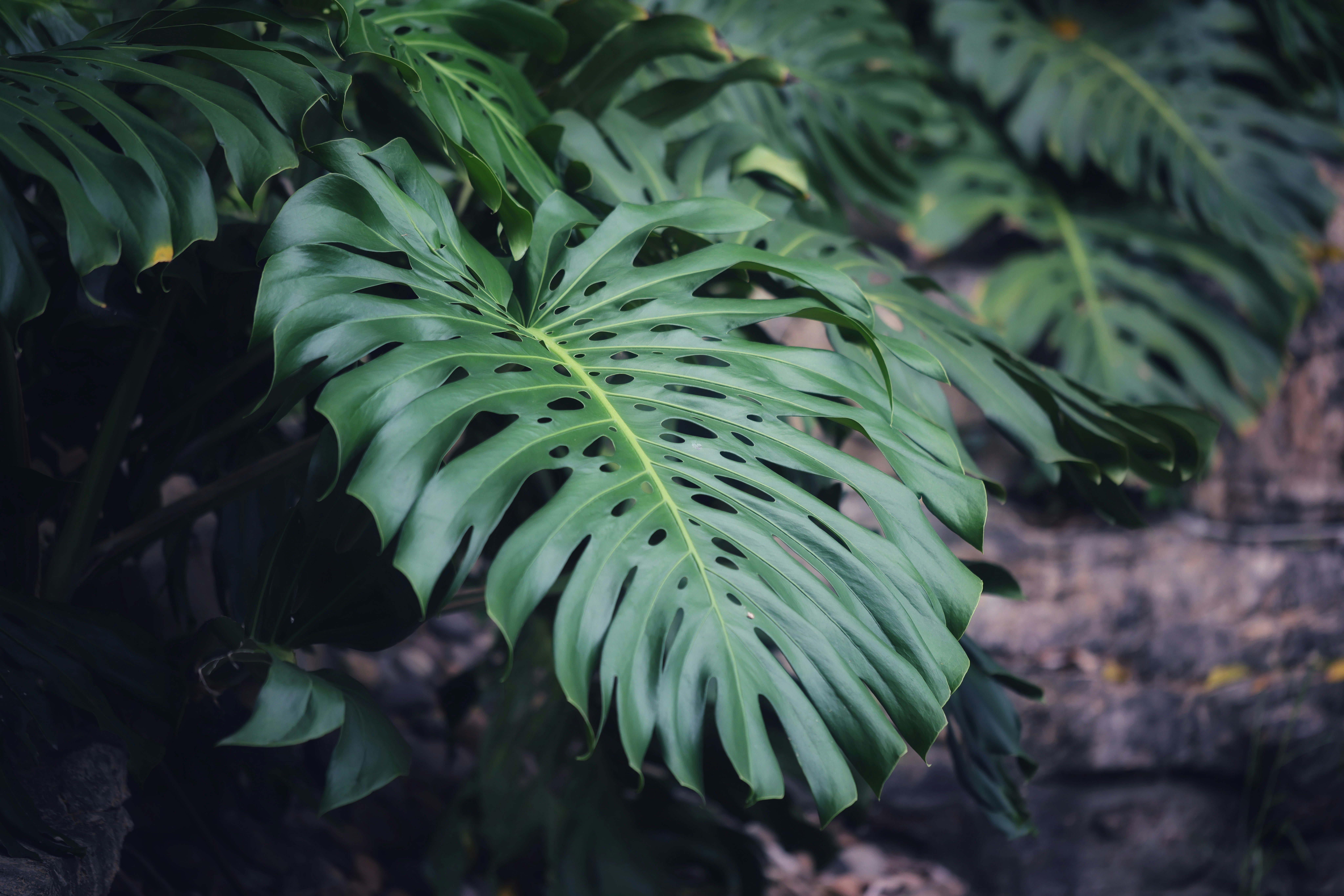 Photo by dickenslin76