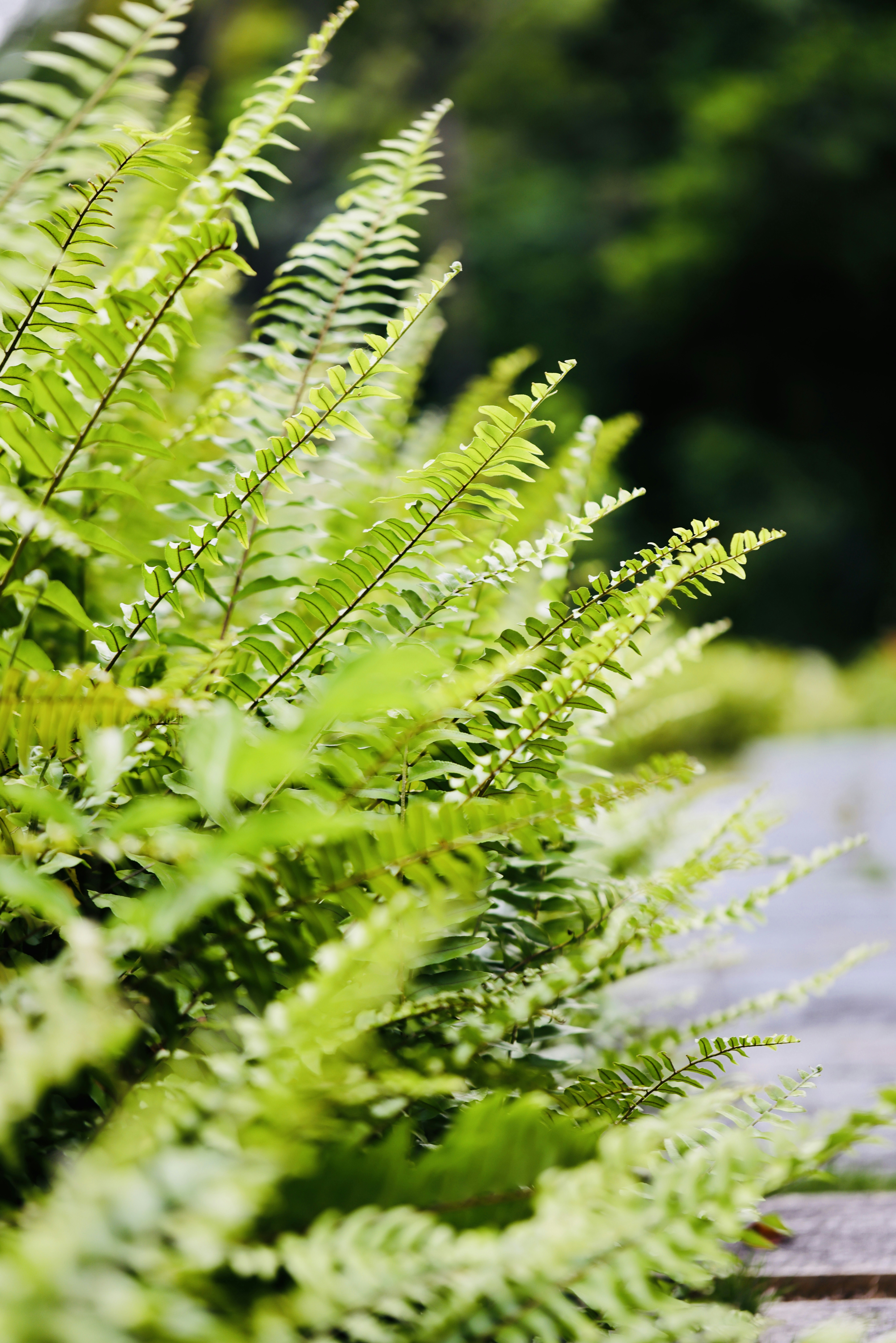 Photo by dickenslin76