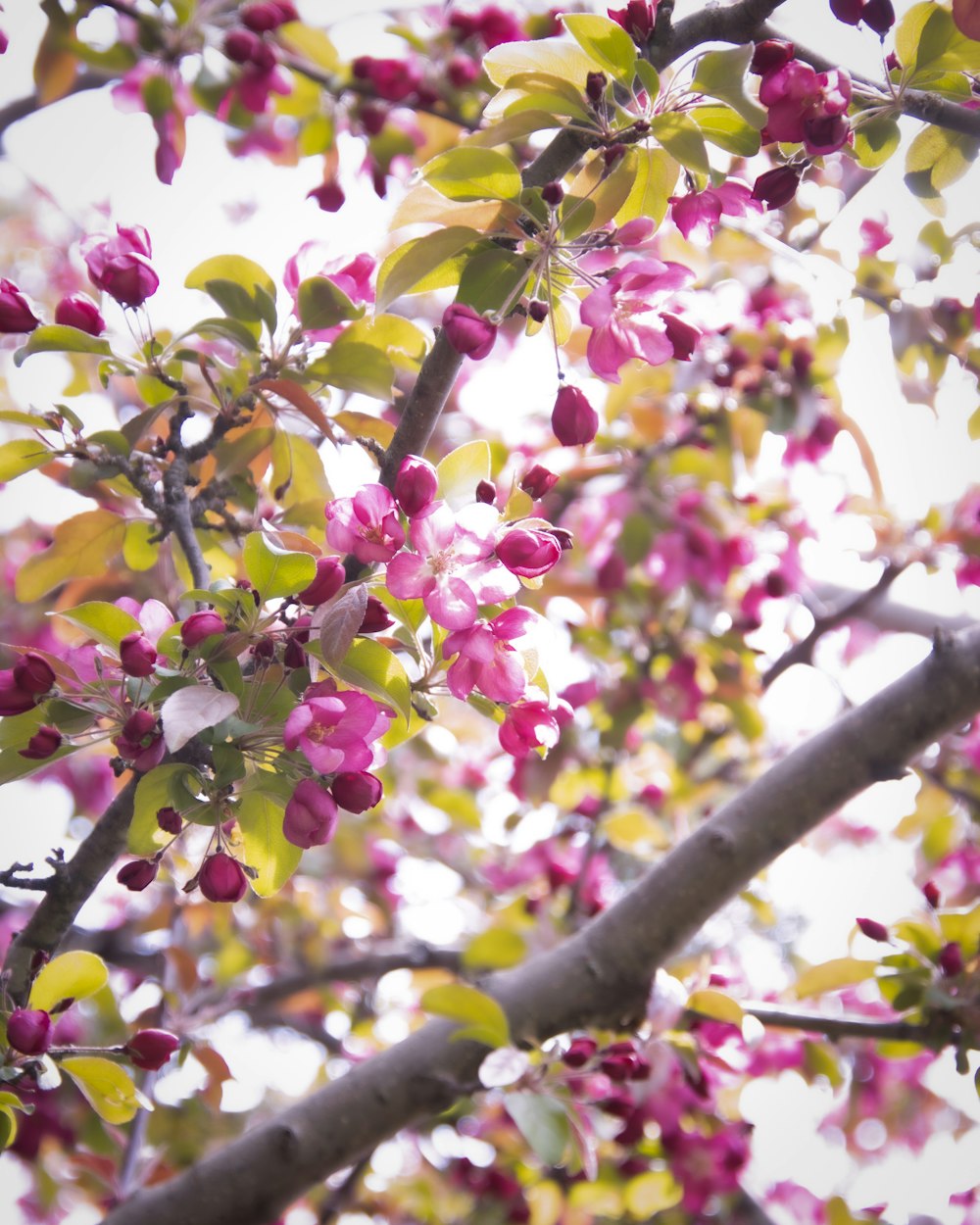 a tree with lots of pink flowers on it