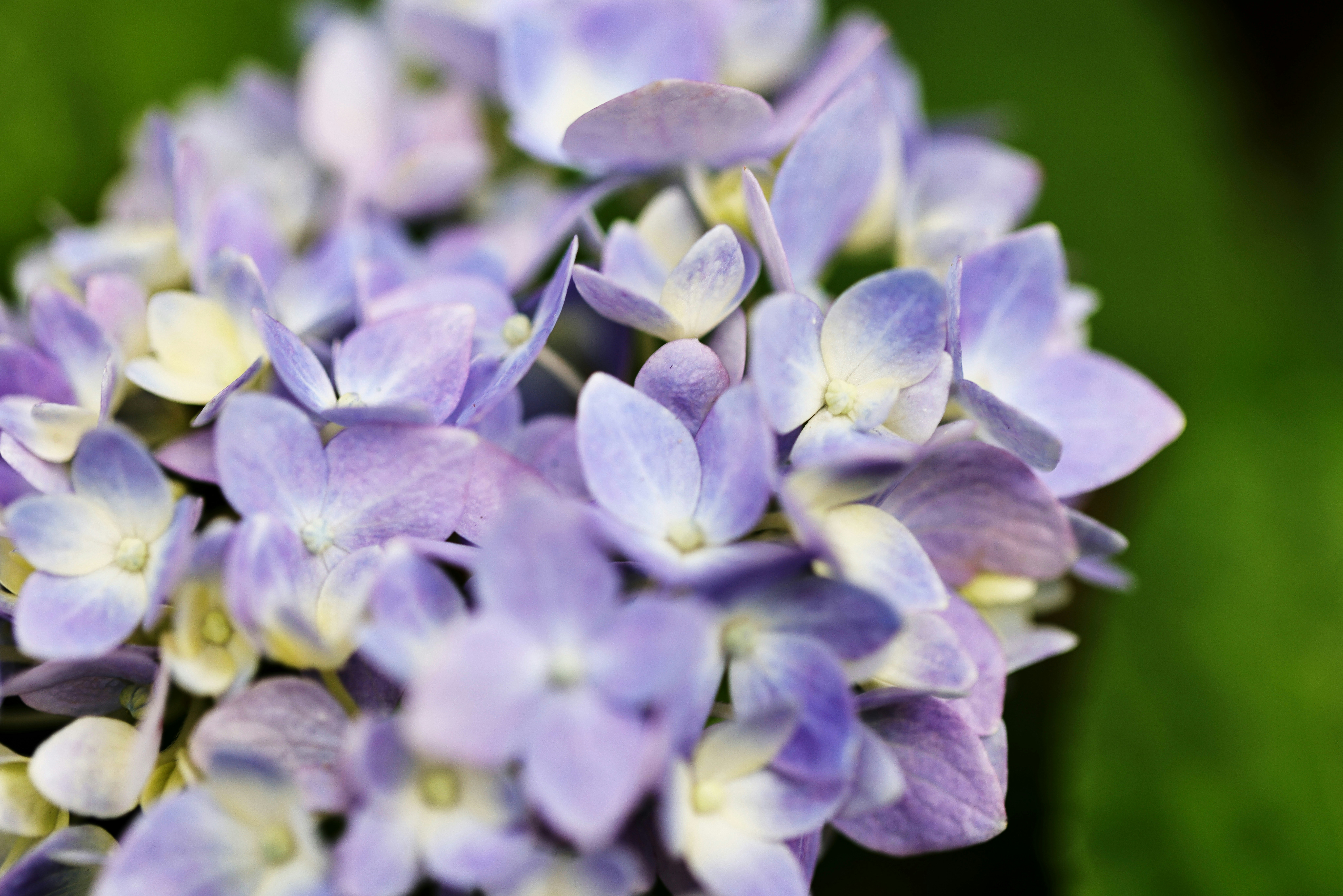 Photo by dickenslin76