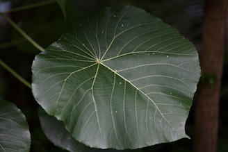 A vibrant green leaf shaped like a coin, symbolizing the ecoverde token's commitment to climate action.