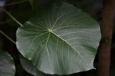 A vibrant green leaf logo symbolizing an environmentally friendly company.